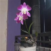 Ngườ