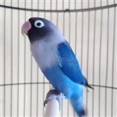 Vợt 