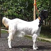 Giải