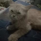 Siêu
