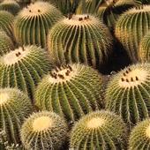 Te