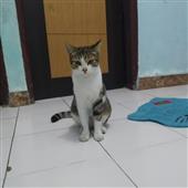 Thần