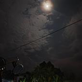 Trực
