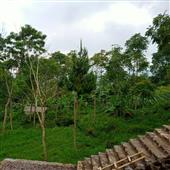 Cá