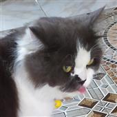 Bả