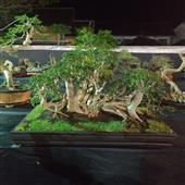 Tuyệ
