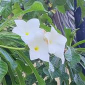 Tỷ