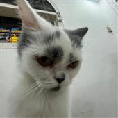 Ma