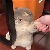 Vậ