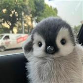 Lu