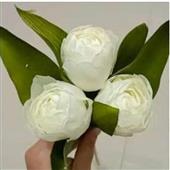 khỉ 