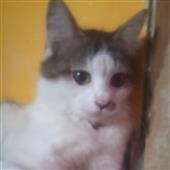 Kèo 