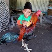 Bữ