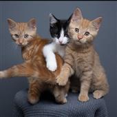 All 