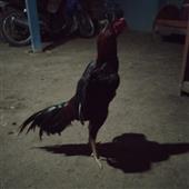 cô