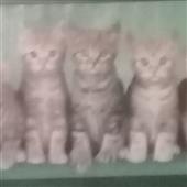 Cá