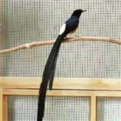 An