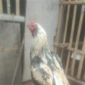 Đo