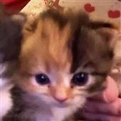 Kèo 