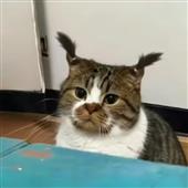 Cú