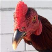 Wh