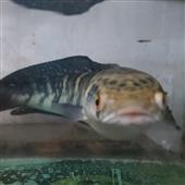 Rồng