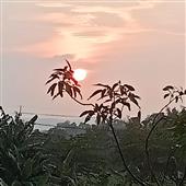 Gấ