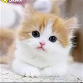 3 Đi